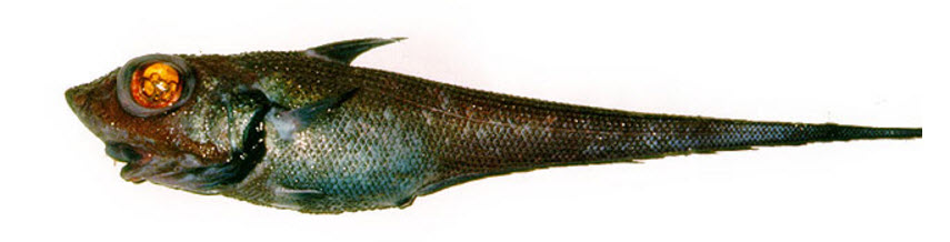 Macrourus berglax_06667